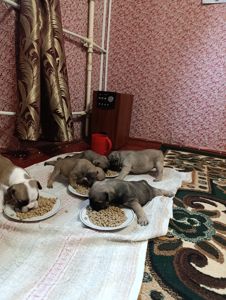 Щенки французского Бульдога