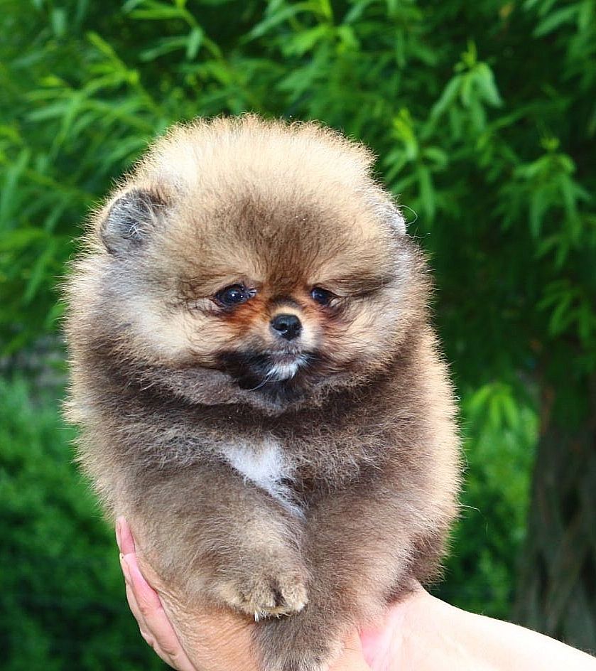 Мальчик Померанский Шпиц