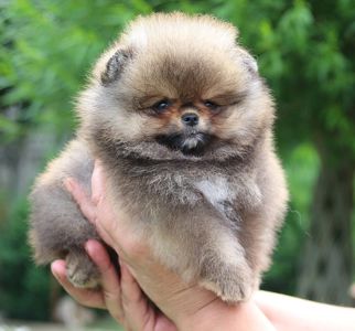 Мальчик Померанский Шпиц