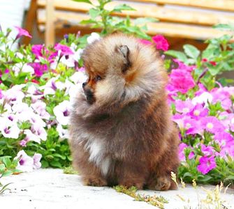 Мальчик Померанский Шпиц