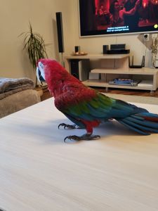 Ара зеленокрилий