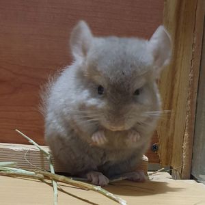 Маленький самец шиншиллы бежевый эбони