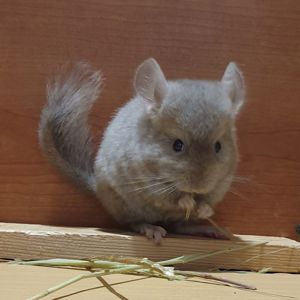 Маленький самец шиншиллы бежевый эбони