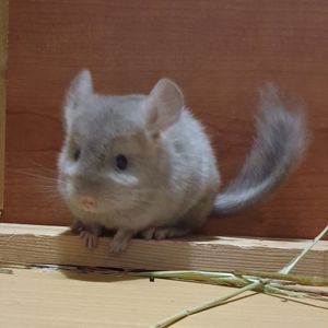 Маленький самец шиншиллы бежевый эбони
