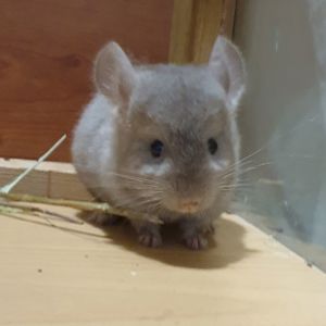 Маленький самец шиншиллы бежевый эбони