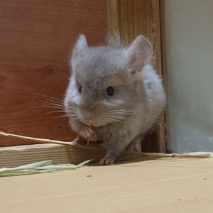 Маленький самец шиншиллы бежевый эбони
