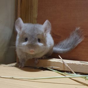 Маленький самец шиншиллы бежевый эбони