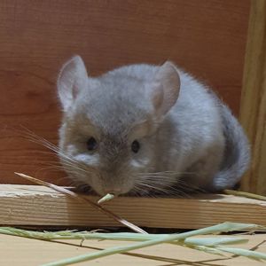 Маленький самец шиншиллы бежевый эбони