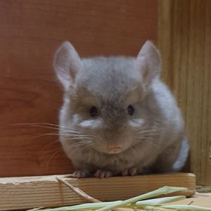 Маленький самец шиншиллы бежевый эбони