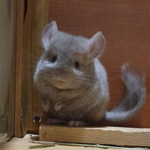Маленький самец шиншиллы бежевый эбони