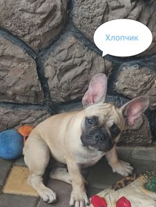 Французький бульдог