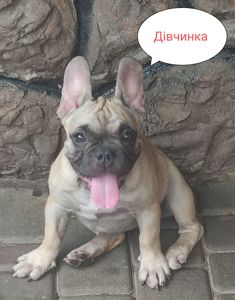 Французький бульдог