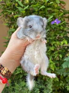 Шиншилла бархат