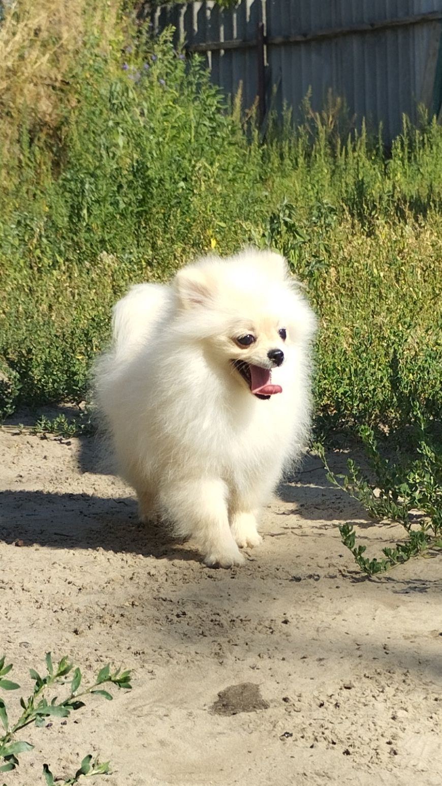 Померанский шпиц девочка