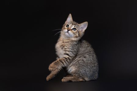 Нателла