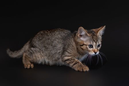 Нателла