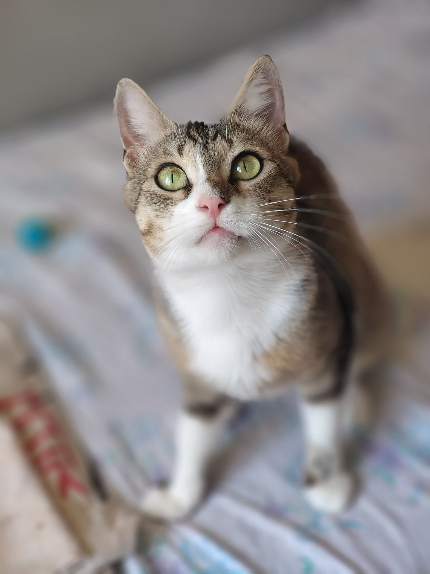 Лана, 3 роки