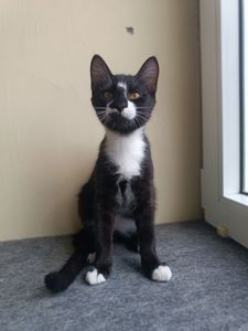 Рокфор, 3,5 місяці