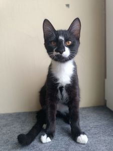 Рокфор, 3,5 місяці