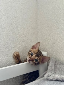 Кошенята В24 бенгали