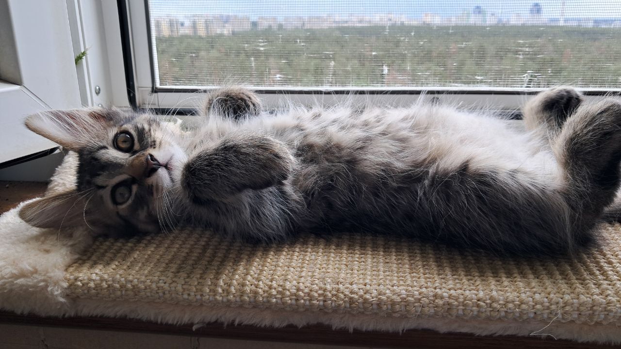 Великолепный сибирский котёнок-мальчик ищет любящих хозяев )
