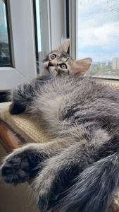 Великолепный сибирский котёнок-мальчик ищет любящих хозяев )