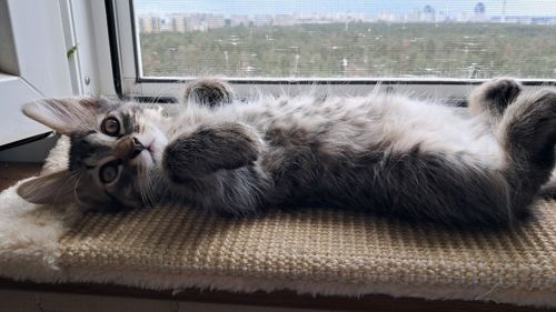 Великолепный сибирский котёнок-мальчик ищет любящих хозяев )