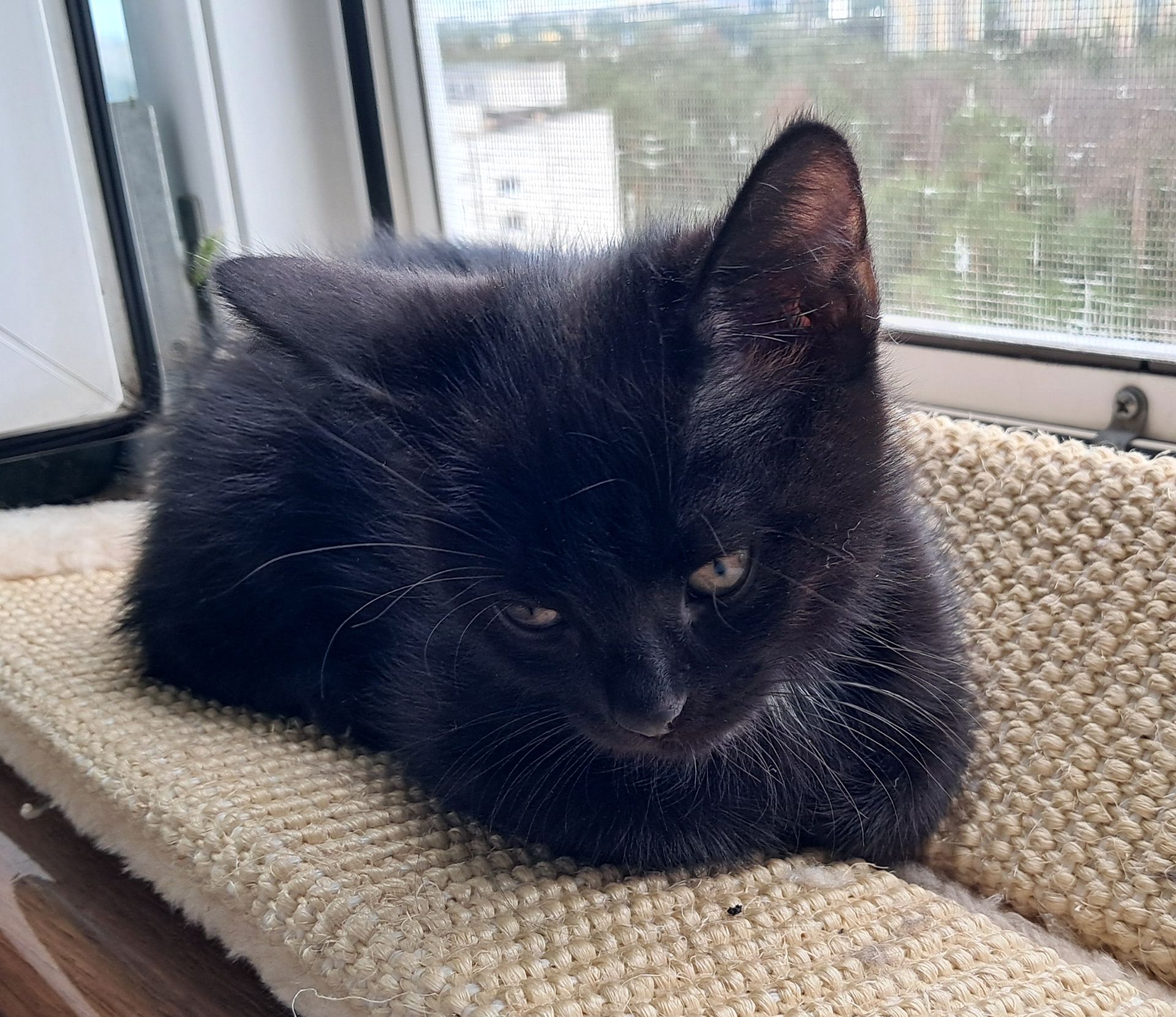 Чёрная девочка котёнок 2 месяца от папы прямоухого шотландца