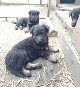 Продам щенков немецкой овчарки