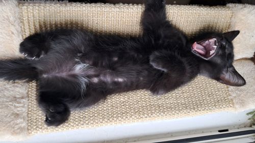 Чёрная девочка котёнок 2 месяца от папы прямоухого шотландца