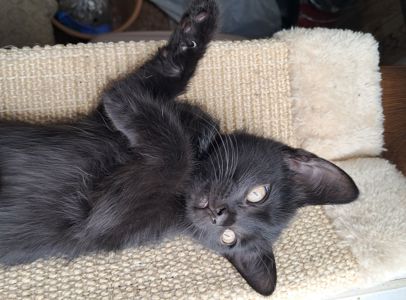 Чёрная девочка котёнок 2 месяца от папы прямоухого шотландца
