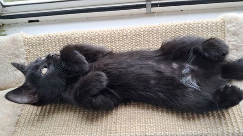 Чёрная девочка котёнок 2 месяца от папы прямоухого шотландца