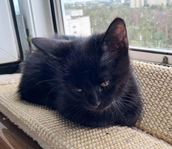 Чёрная девочка котёнок 2 месяца от папы прямоухого шотландца