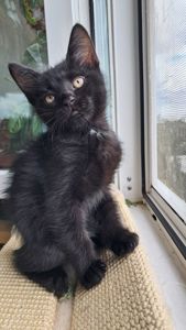 Чёрная девочка котёнок 2 месяца от папы прямоухого шотландца