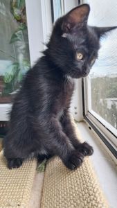 Чёрная девочка котёнок 2 месяца от папы прямоухого шотландца