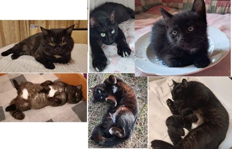 Чёрная девочка котёнок 2 месяца от папы прямоухого шотландца