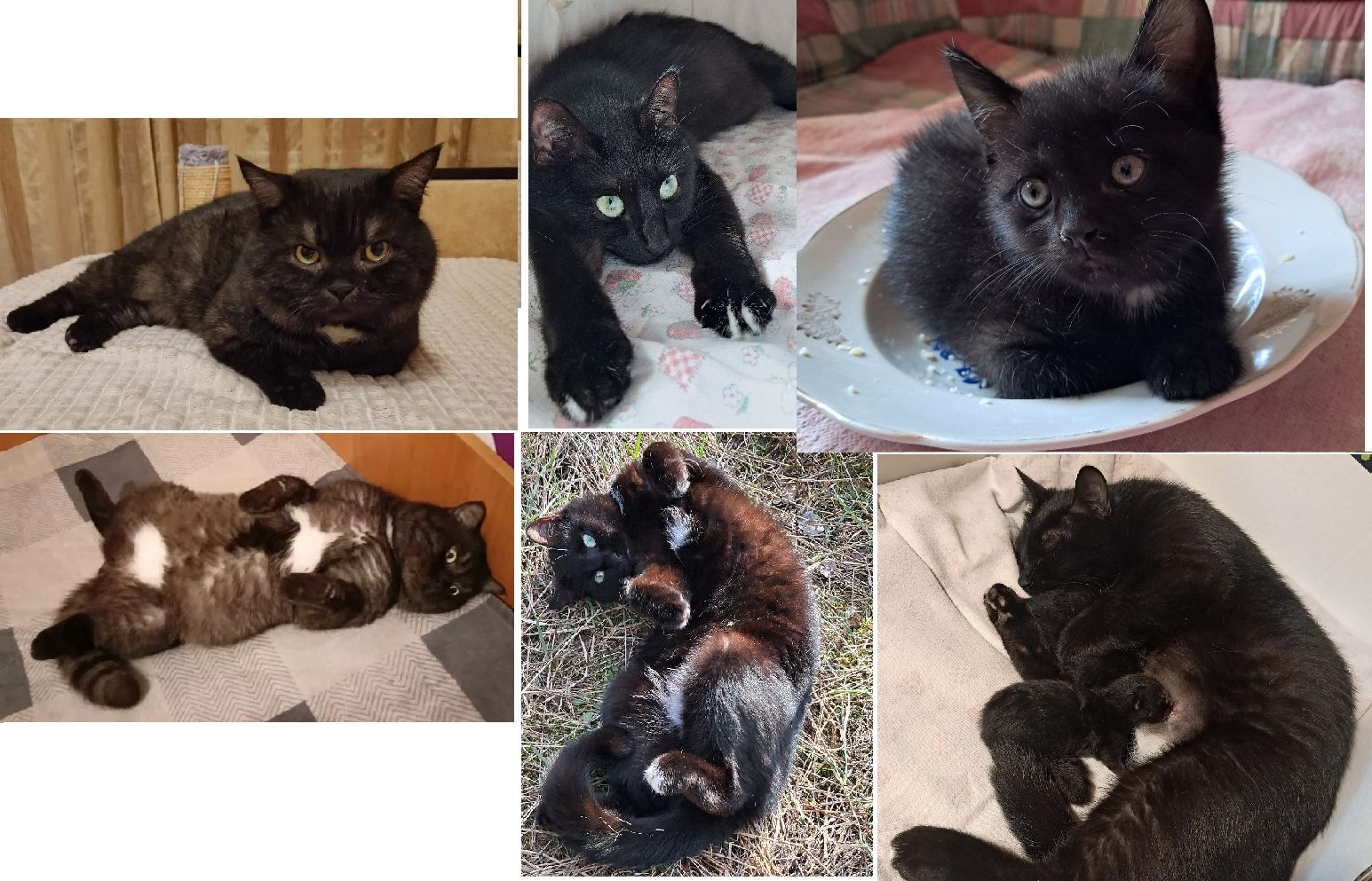 Чёрная девочка котёнок 2 месяца от папы прямоухого шотландца
