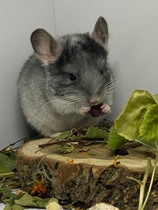 Шиншилла бархат