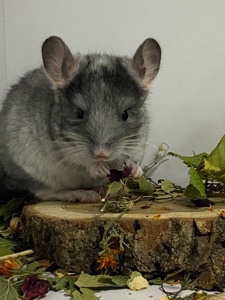 Шиншилла бархат