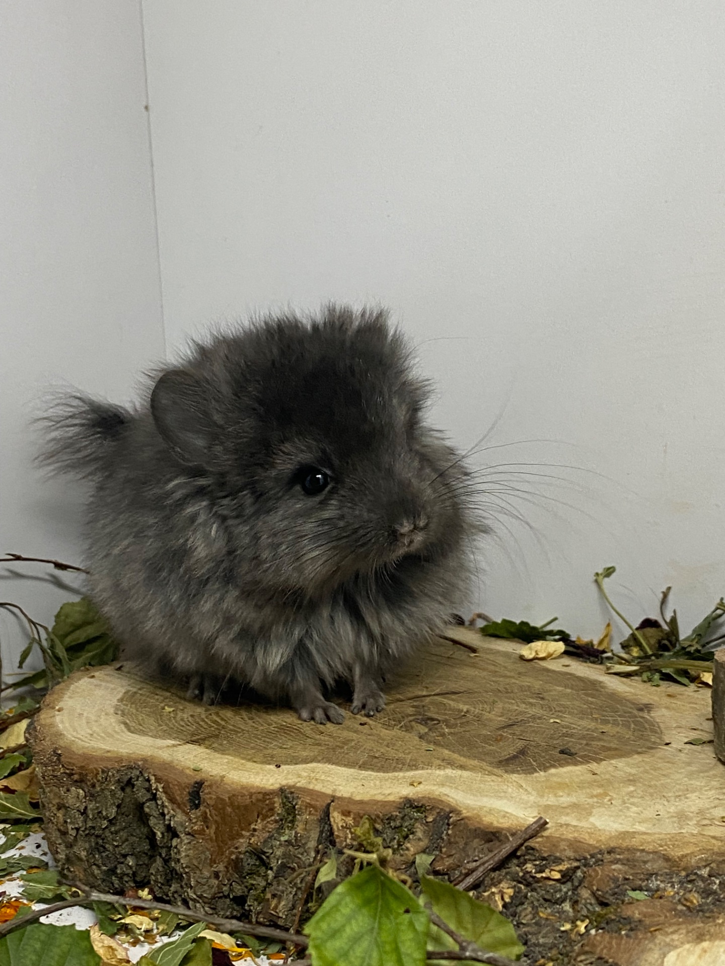 Шиншилла эбони темный