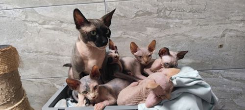 Кошенята породи Сфінкс
