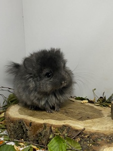 Шиншилла эбони темный