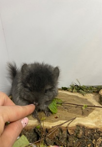 Шиншилла эбони темный