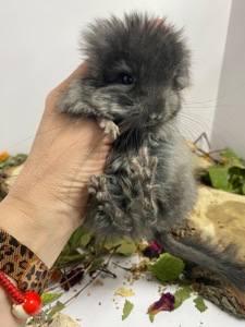 Шиншилла эбони темный