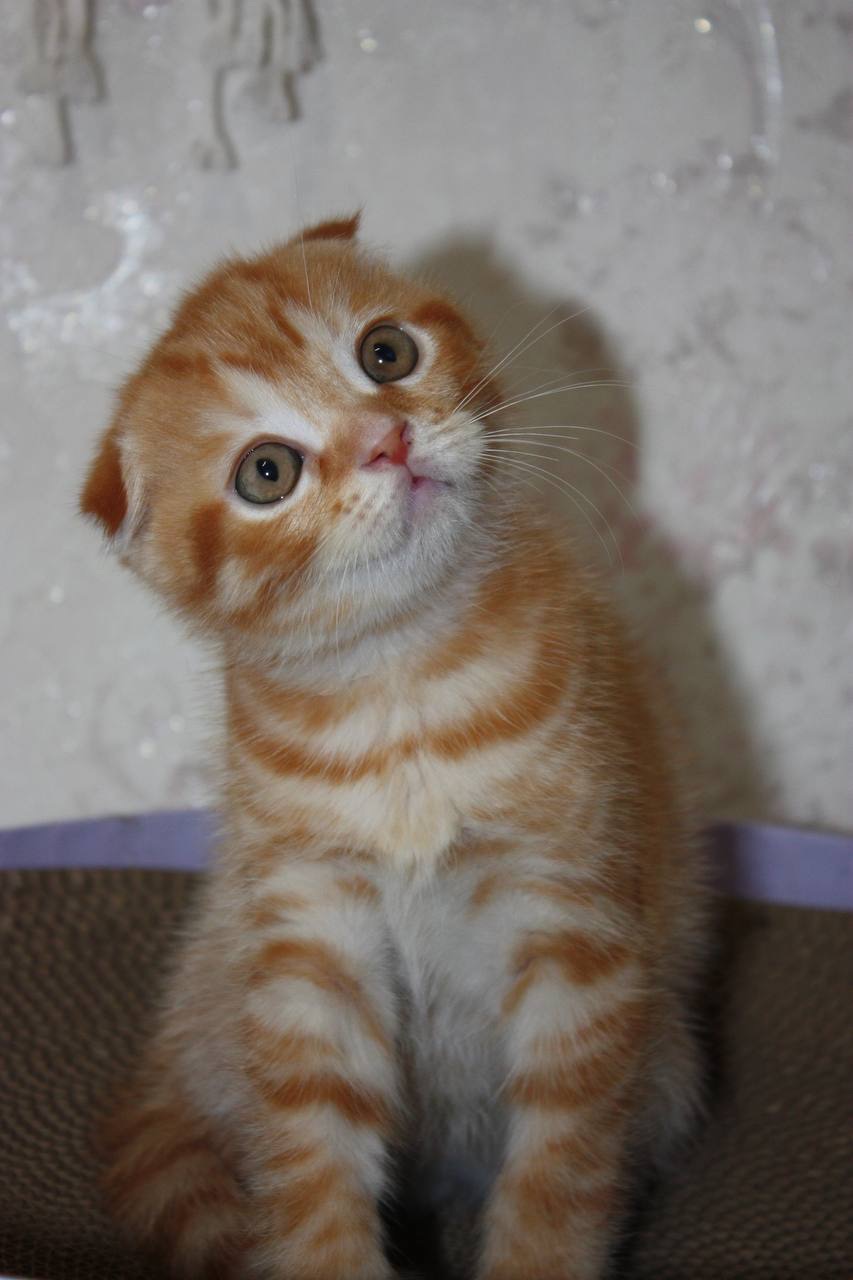 Scottish Fold (весловухий) рудий табі 🧡