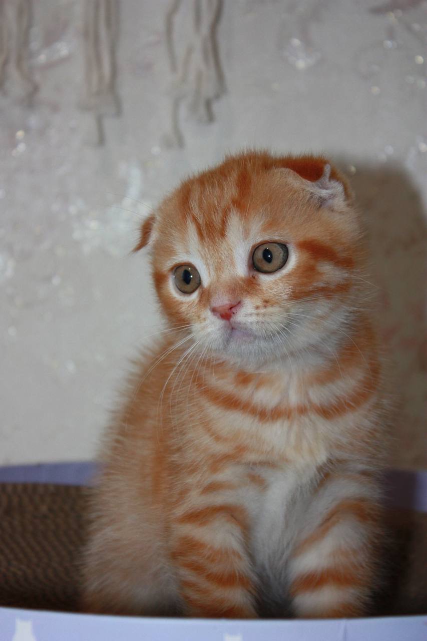 Scottish Fold (весловухий) рудий табі 🧡