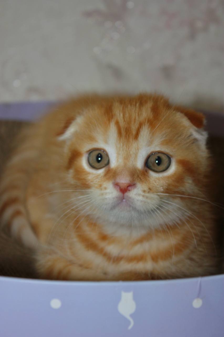 Scottish Fold (весловухий) рудий табі 🧡