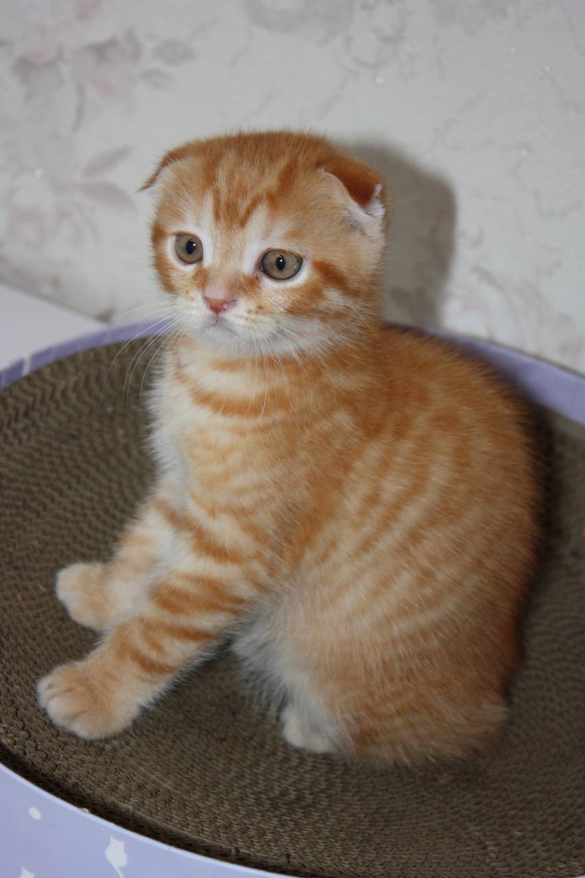 Scottish Fold (весловухий) рудий табі 🧡