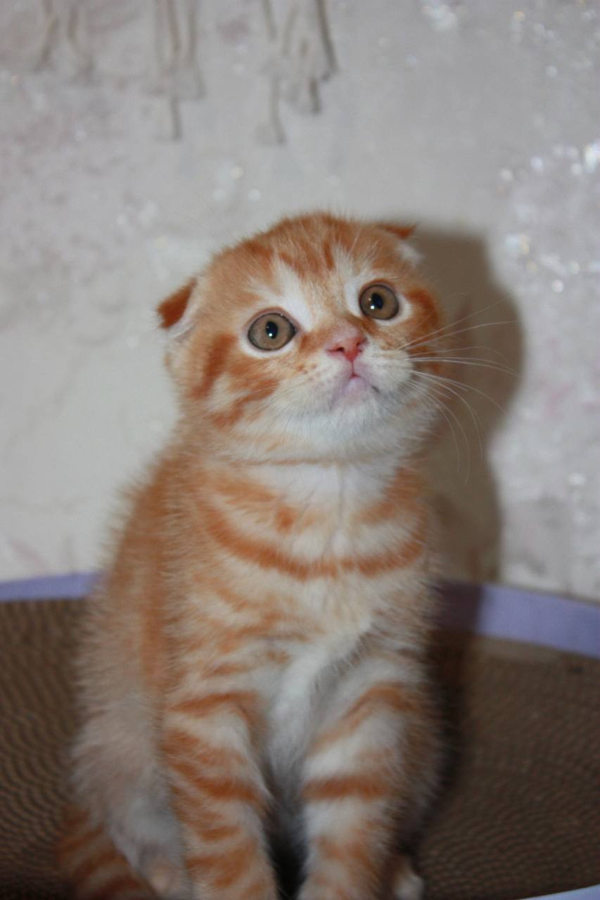 Scottish Fold (весловухий) рудий табі 🧡