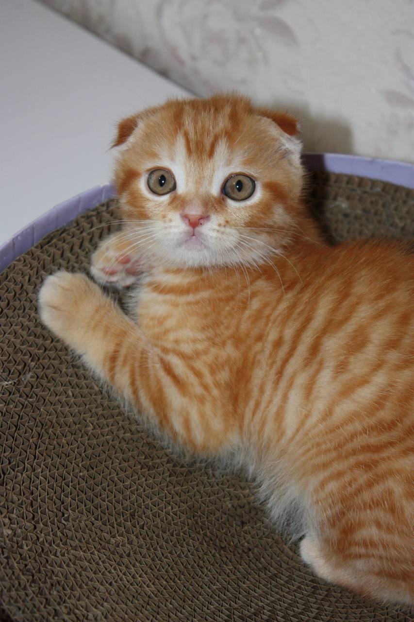 Scottish Fold (весловухий) рудий табі 🧡